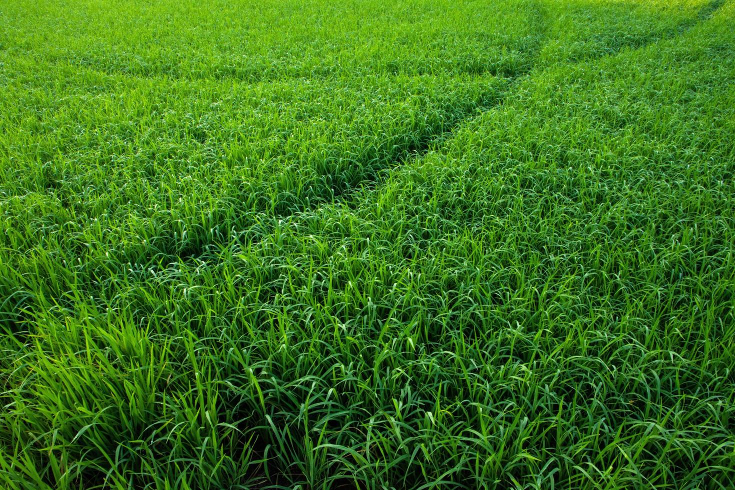 campo de arroz al amanecer foto