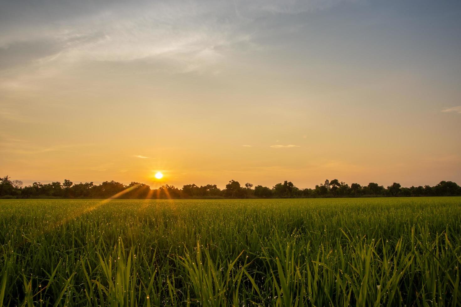 campo de arroz al amanecer foto