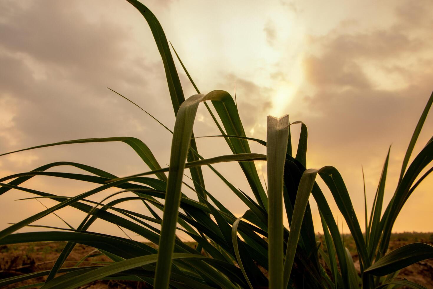 Grass at sunset photo