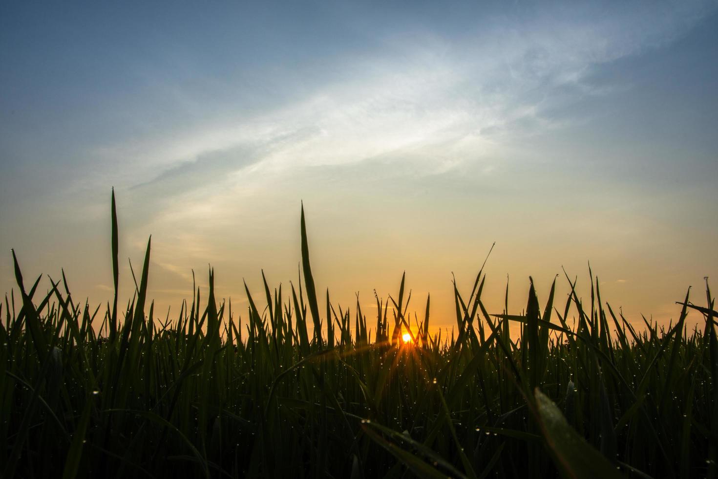 campo de arroz al amanecer foto