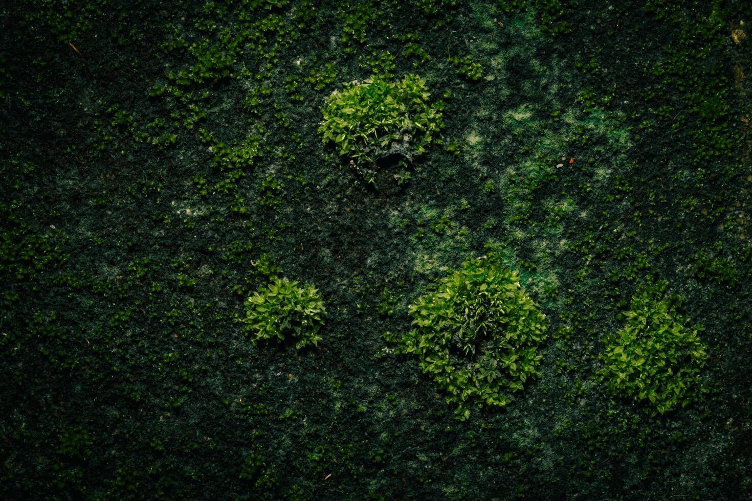 Moss on the wall photo