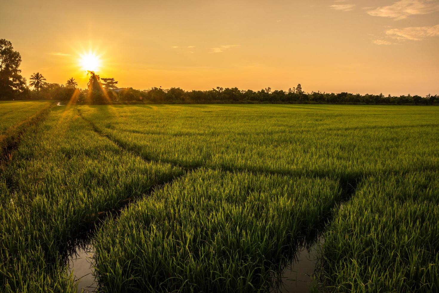 campo de arroz al amanecer foto