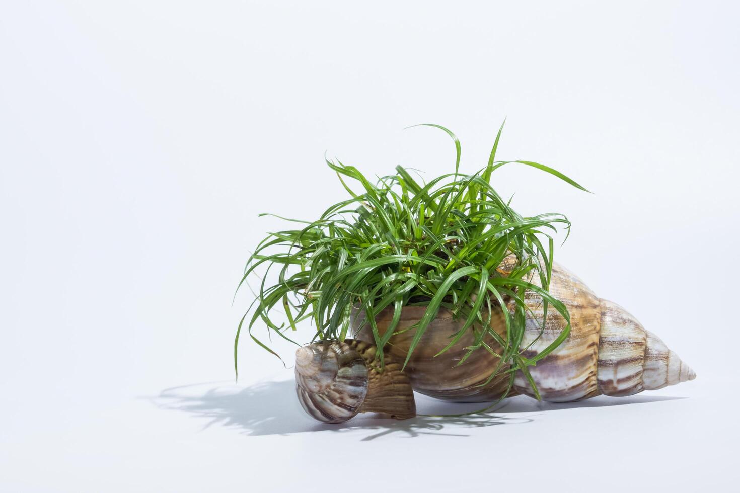 Grass in the shell photo