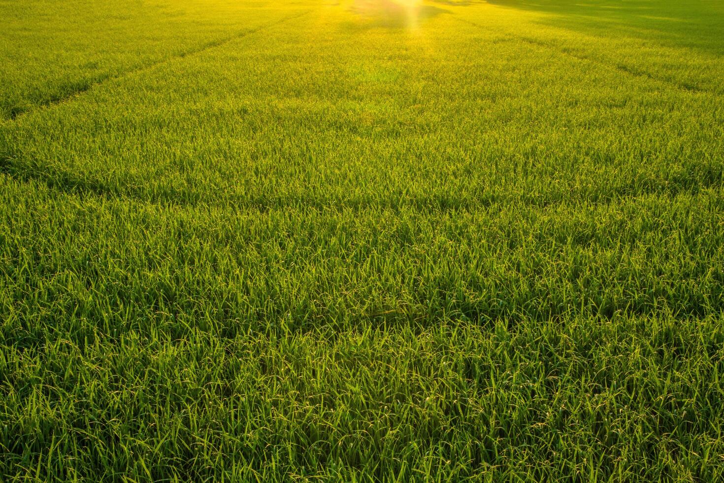 campo de arroz al amanecer foto