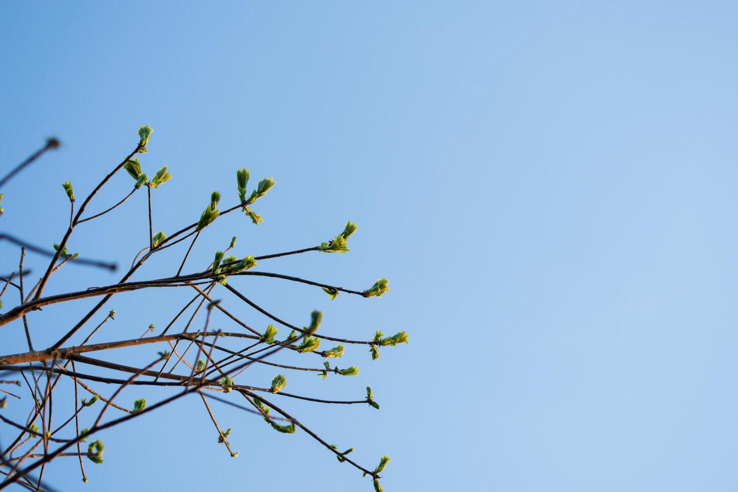 ramas de los árboles con cielo azul foto