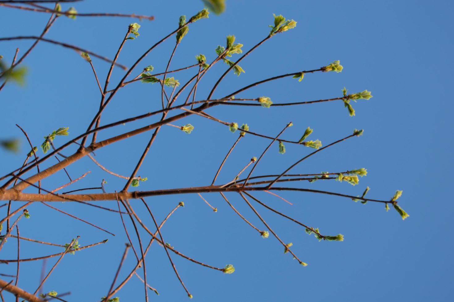 Tree branches with blue sky photo