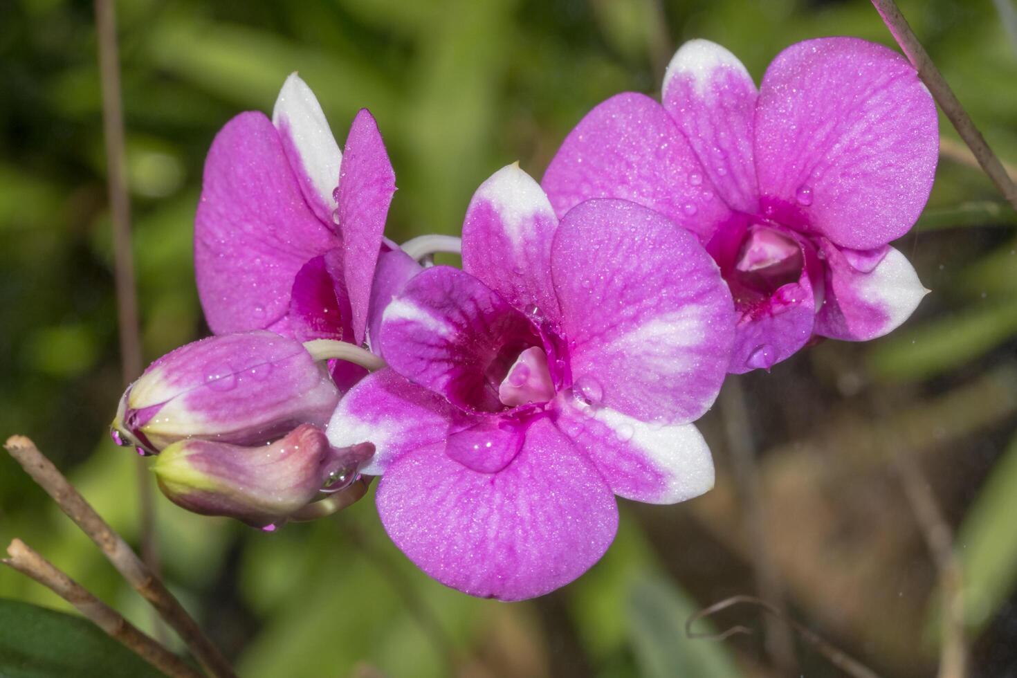 Pink orchid with dew drops photo