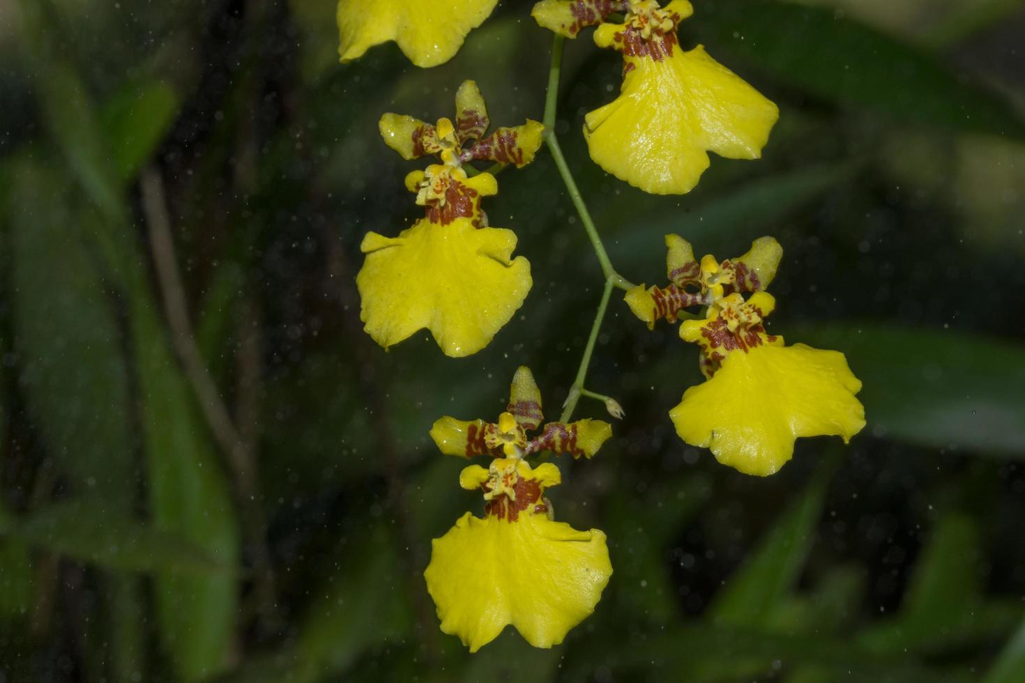 Yellow orchid flower photo