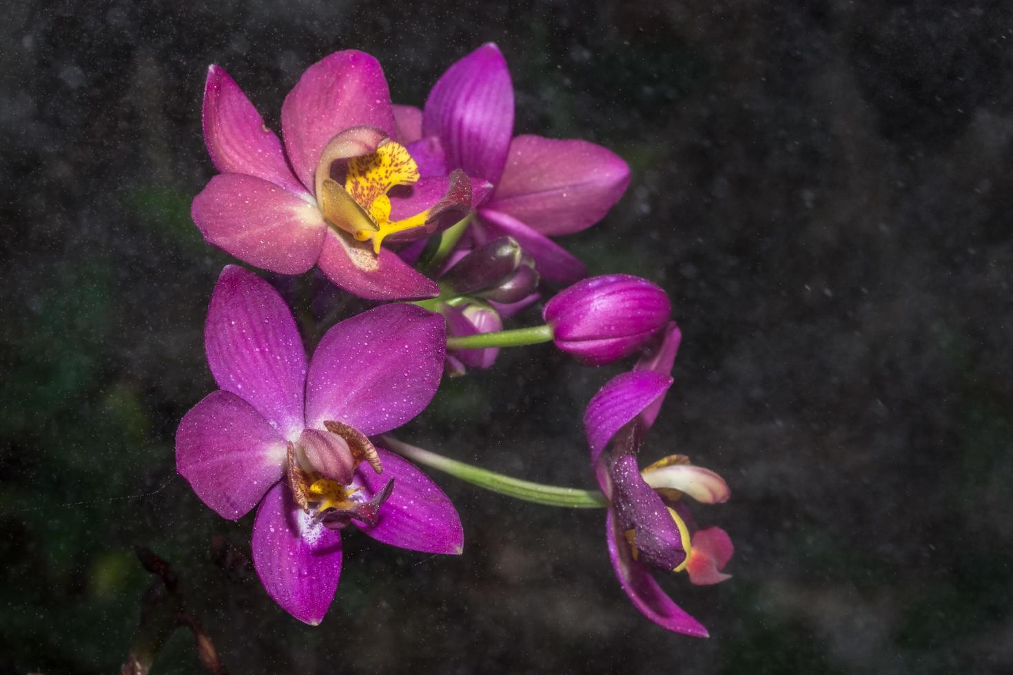 Pink orchid with dew drops photo