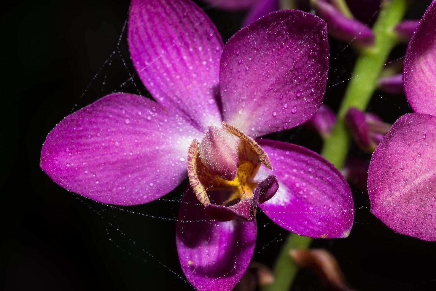 Pink orchid with dew drops photo