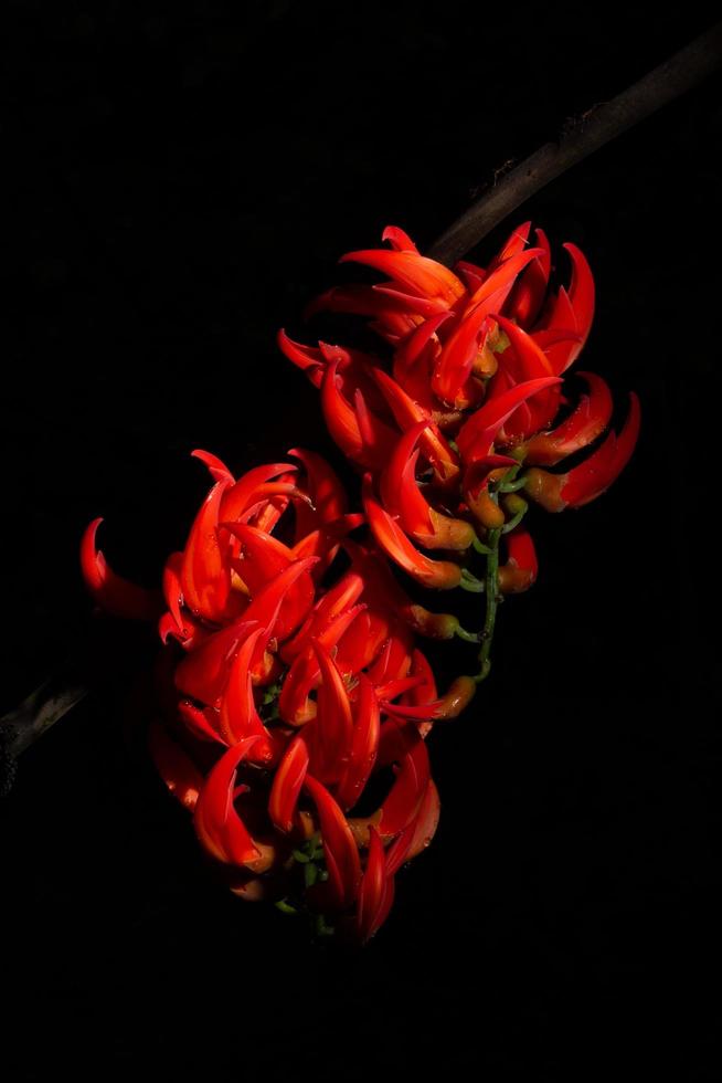 Newguinea Creeper flower close-up photo