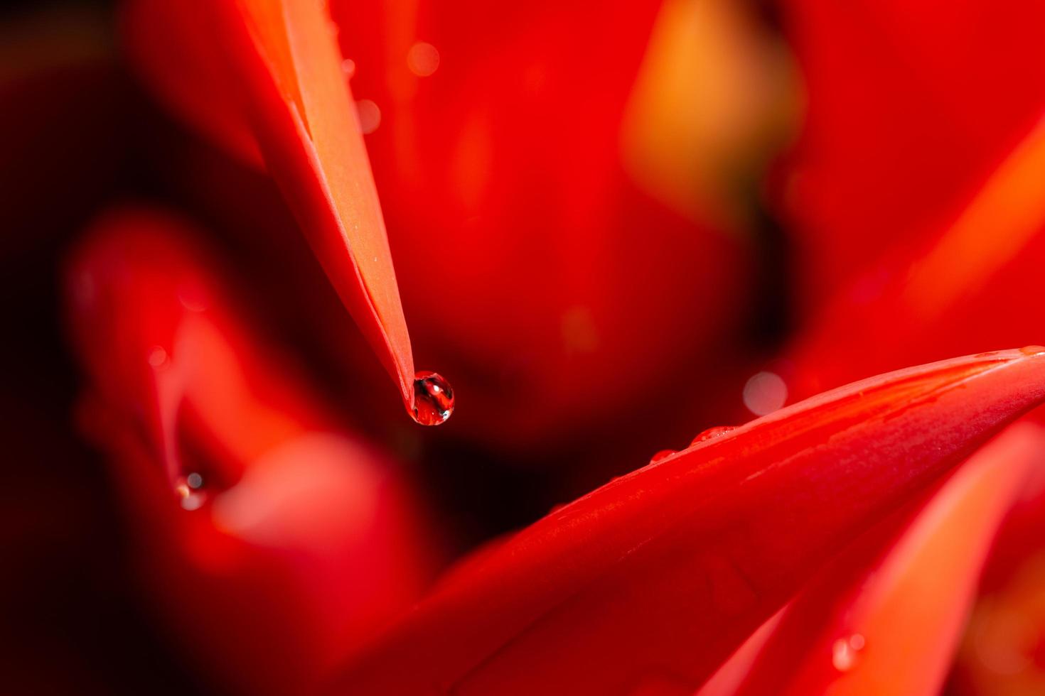 gota de agua sobre el pétalo de una flor roja foto