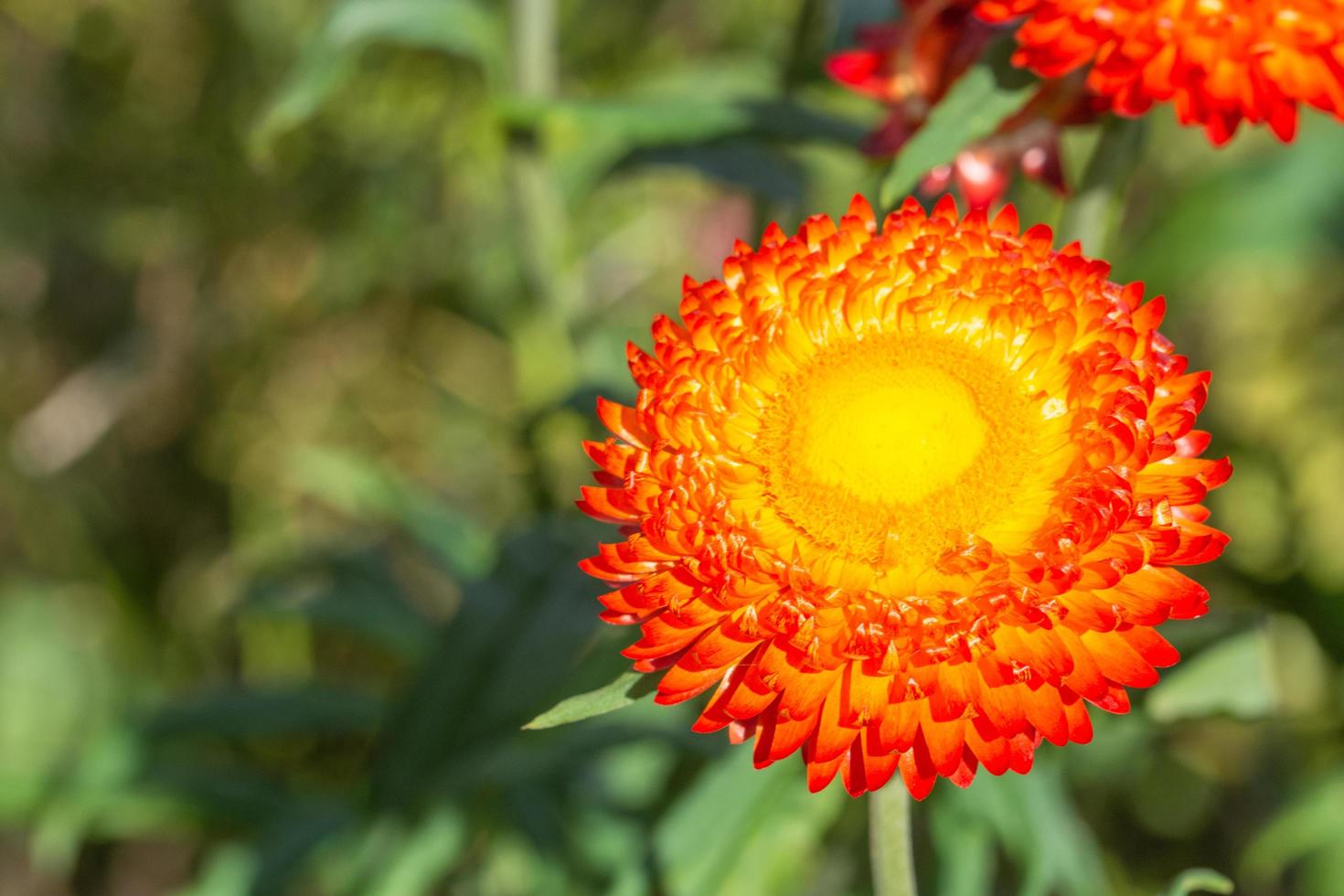 primer plano de flor de paja foto