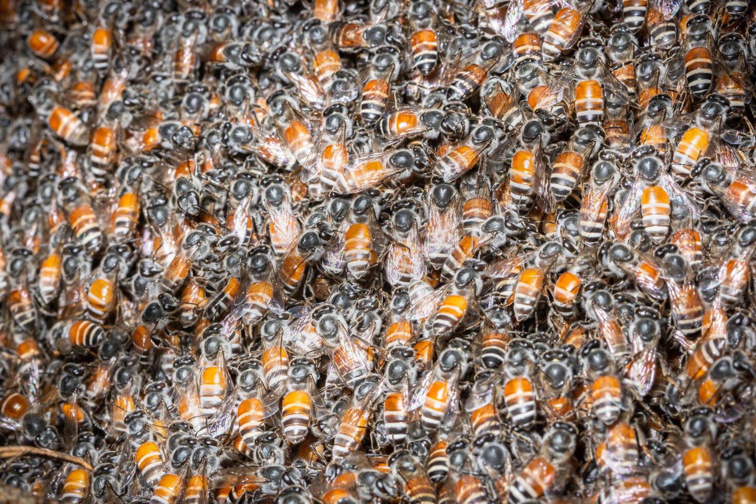 Bees at their nest photo