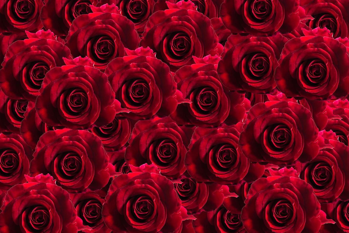 Red rose floral background photo