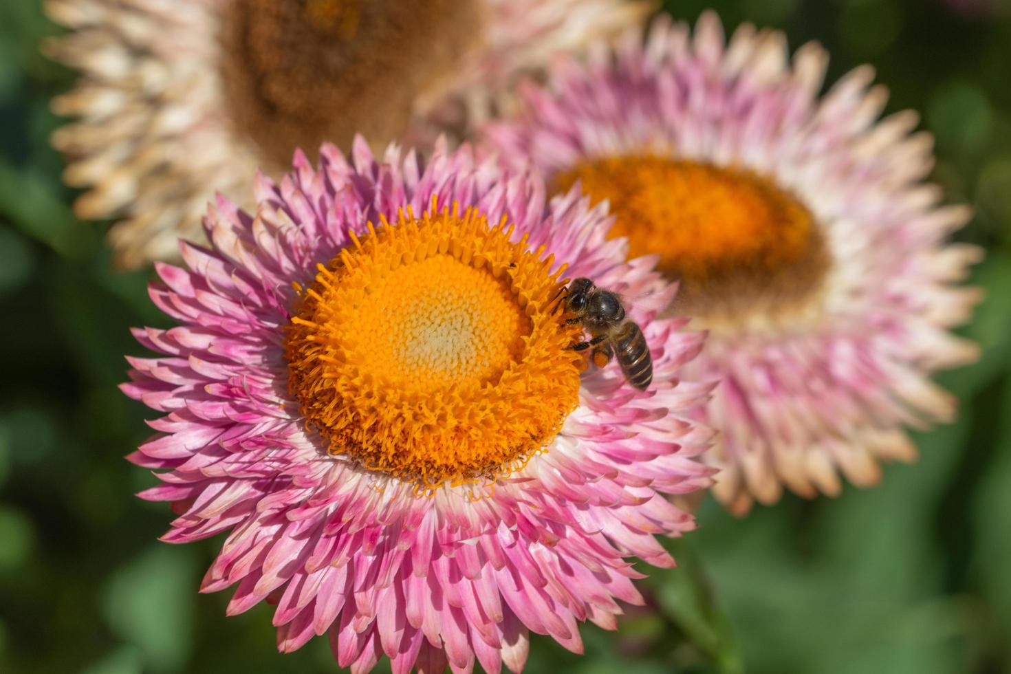 Straw flower close-up photo