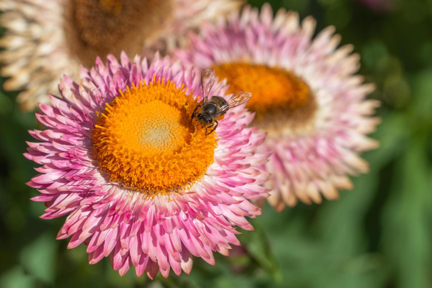 Straw flower close-up photo