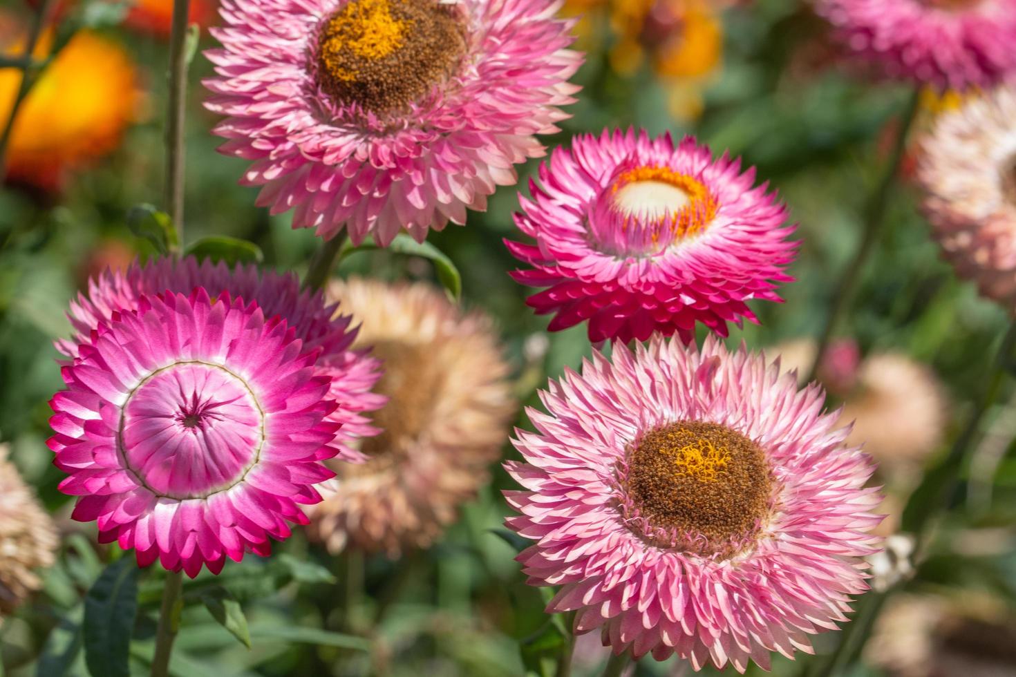 primer plano de flores de paja foto