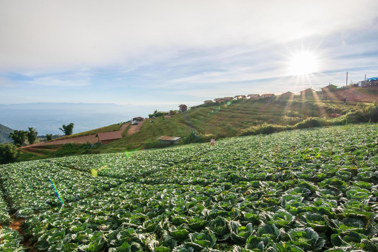 Vegetable farm in summer photo
