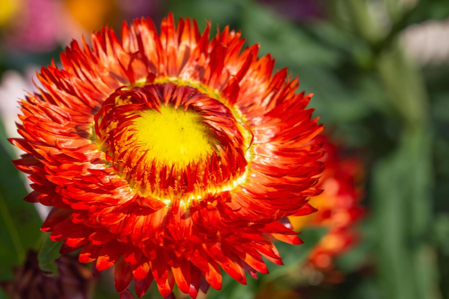 Straw flower close-up photo