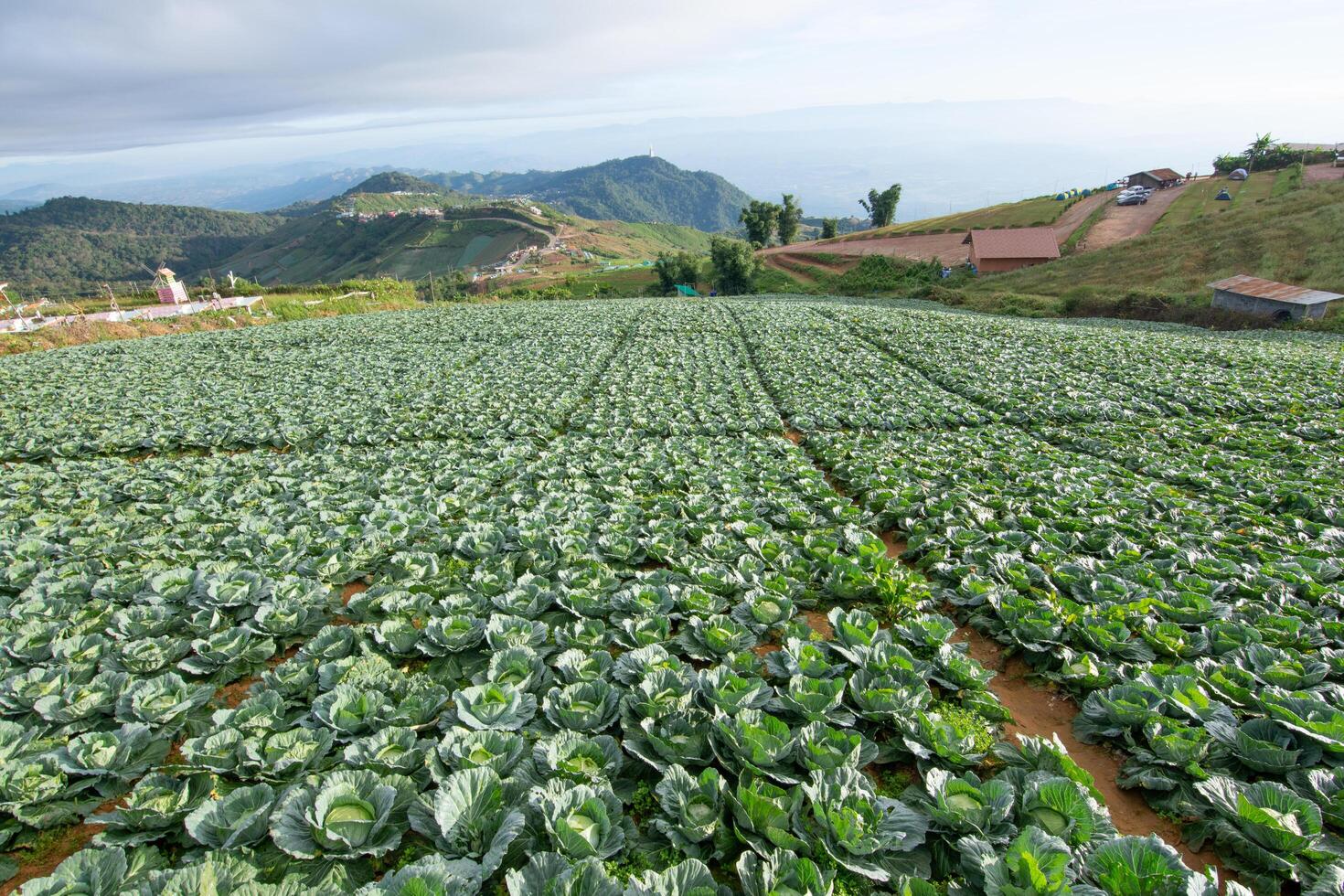 granja de verduras en verano foto