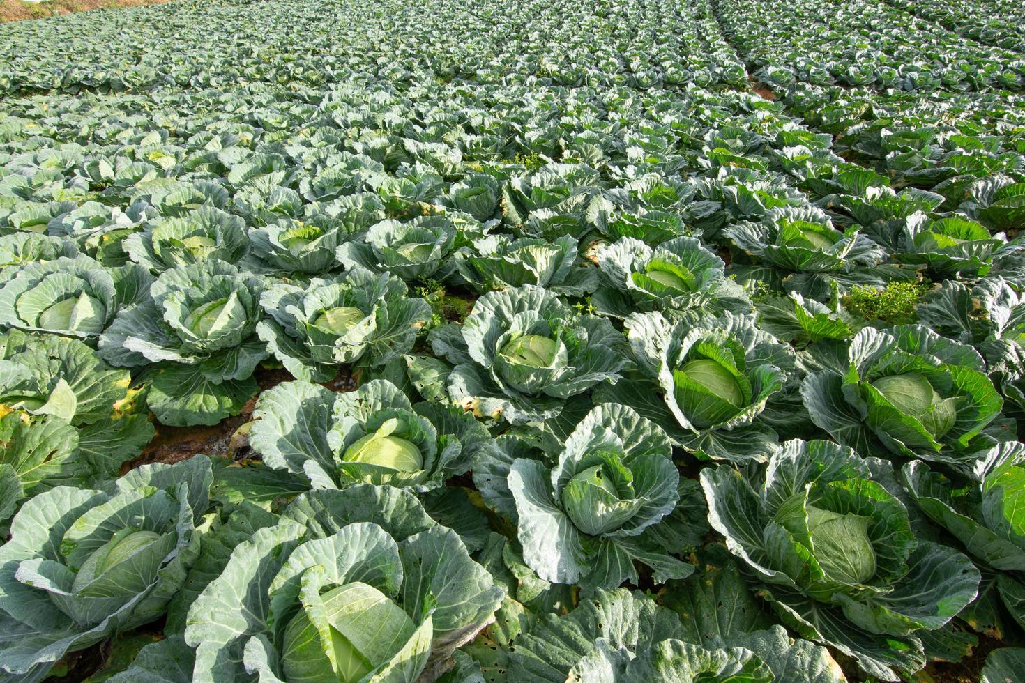 granja de verduras en verano foto