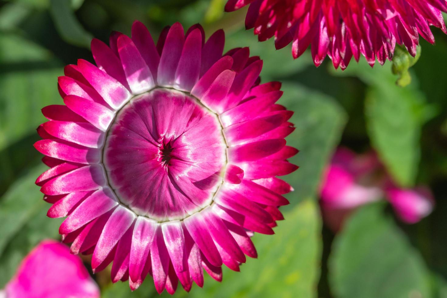 Straw flower close-up photo