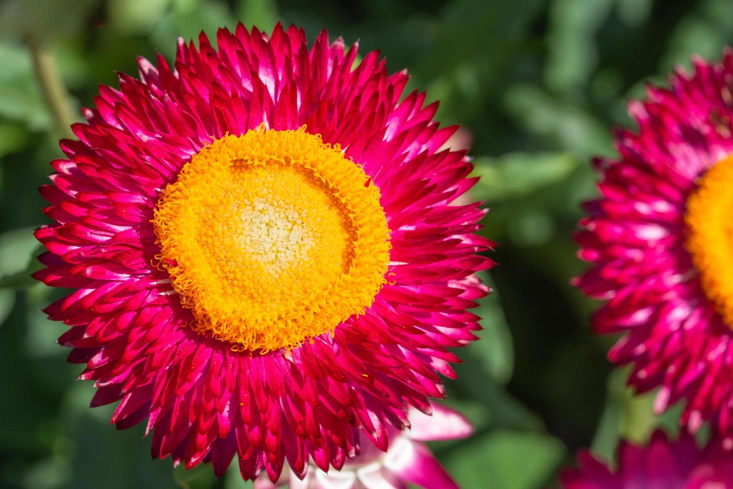 Straw flower close-up photo