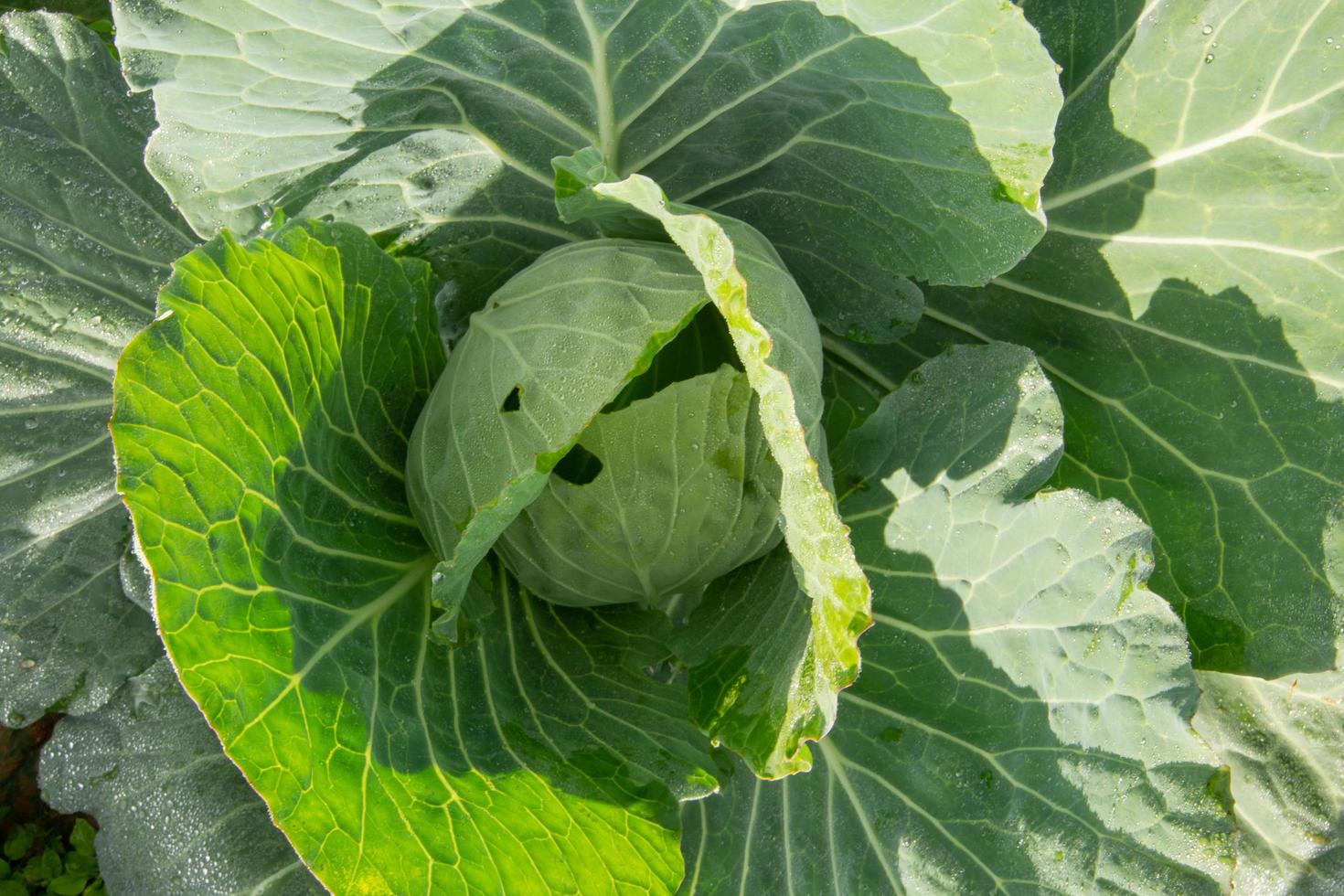 repollo en la granja de verduras en verano foto