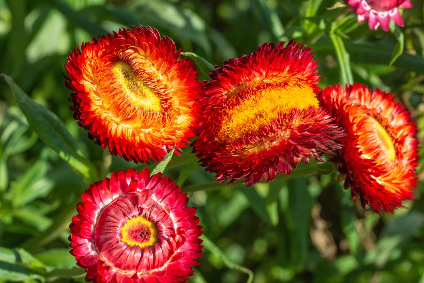 Straw flower close-up photo