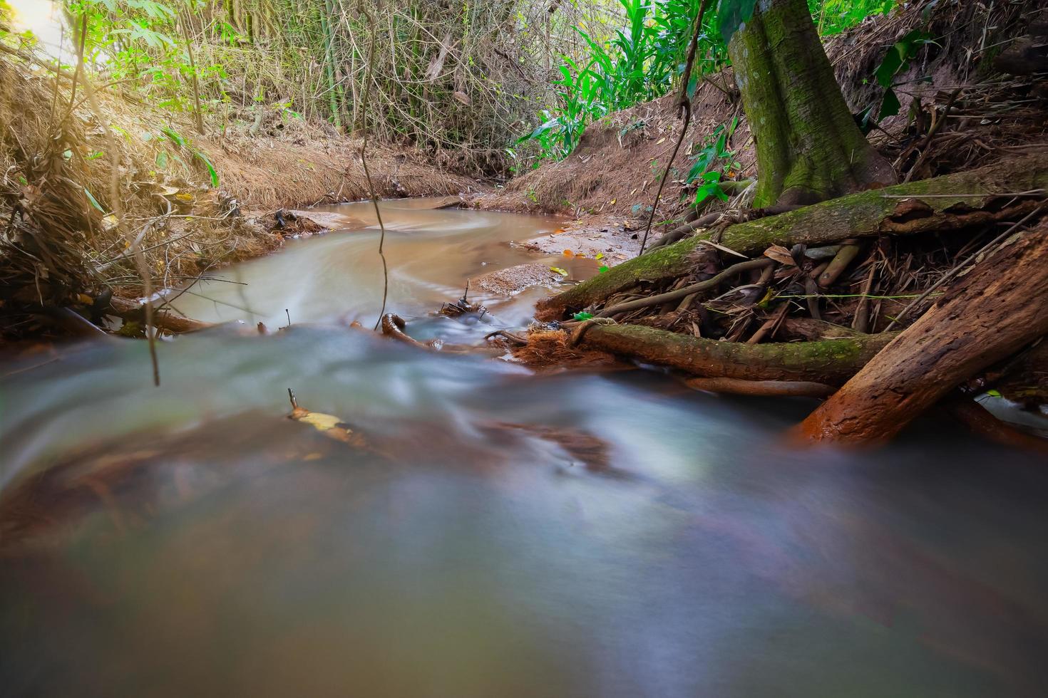 Stream in the forest in Thailand photo