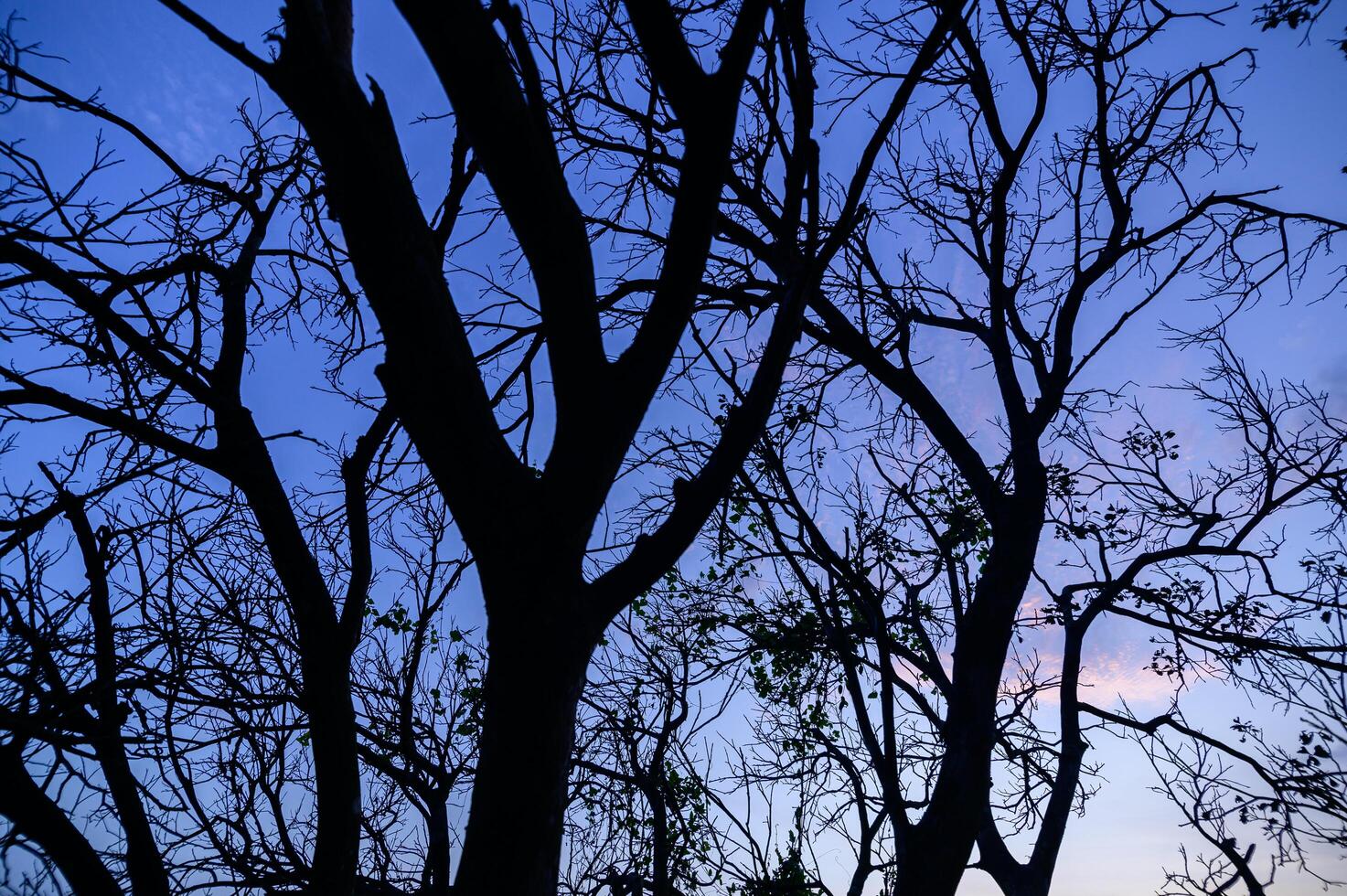 Forest silhouette in the evening photo