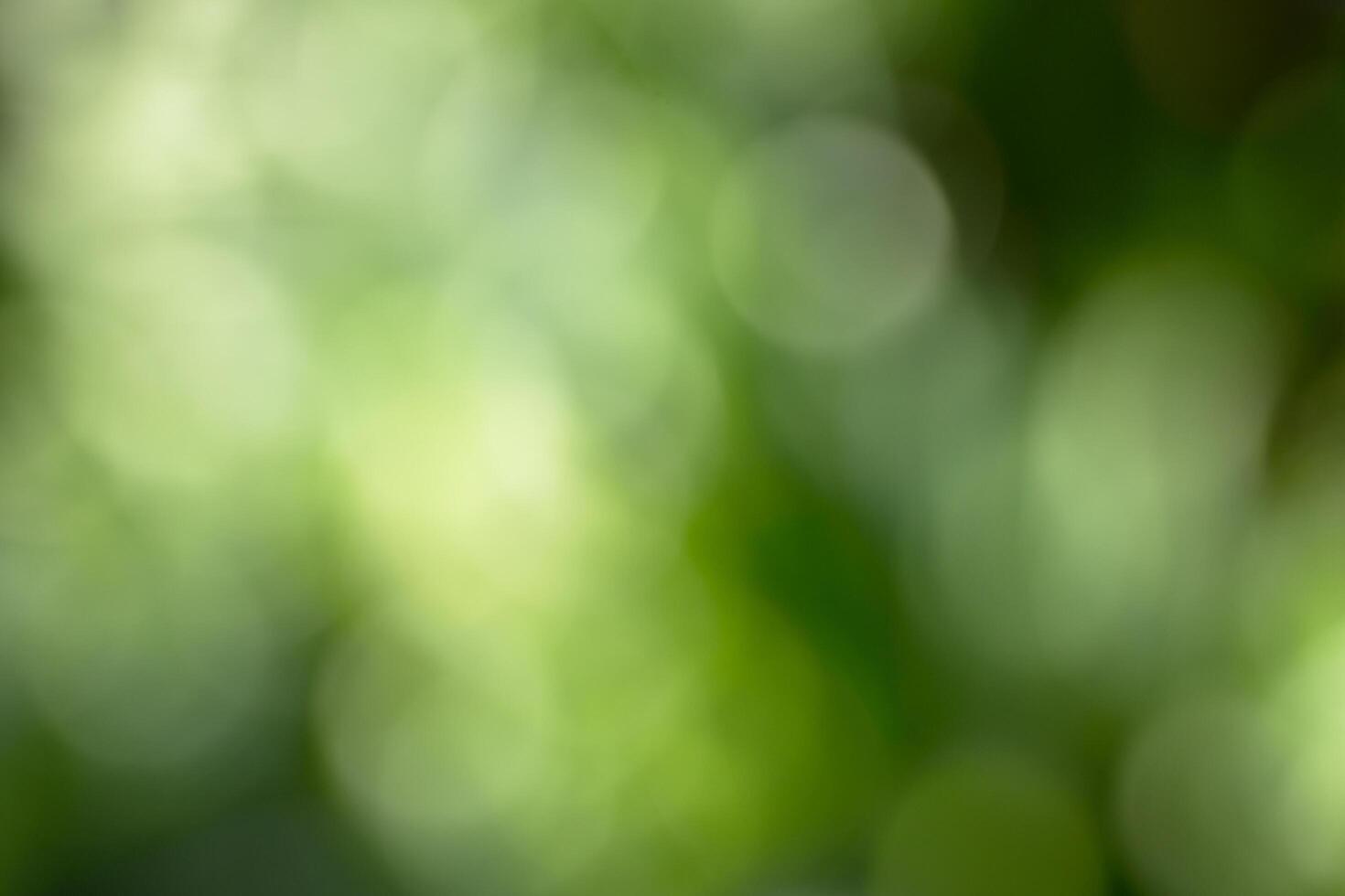 Green bokeh background photo