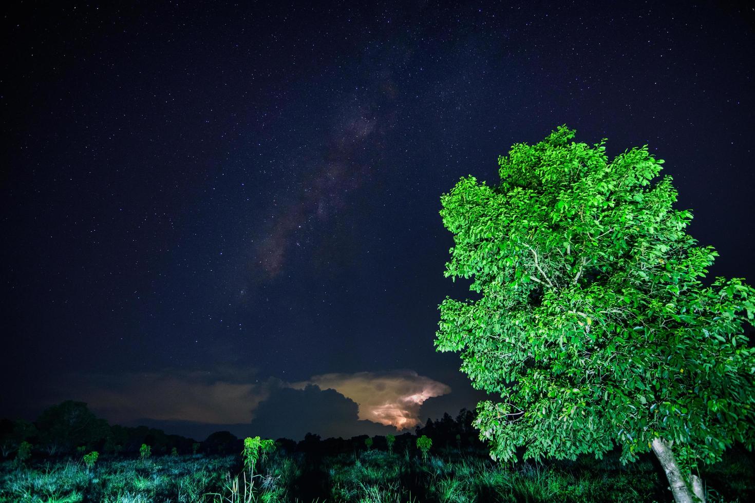 Green tree at night photo