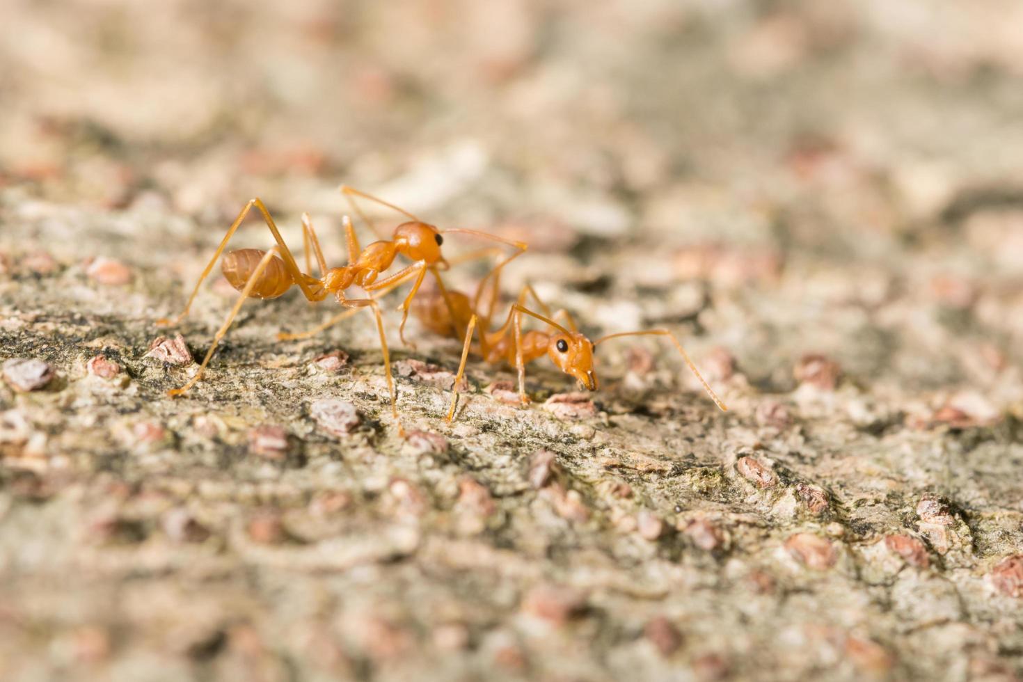 Red ants on the ground photo