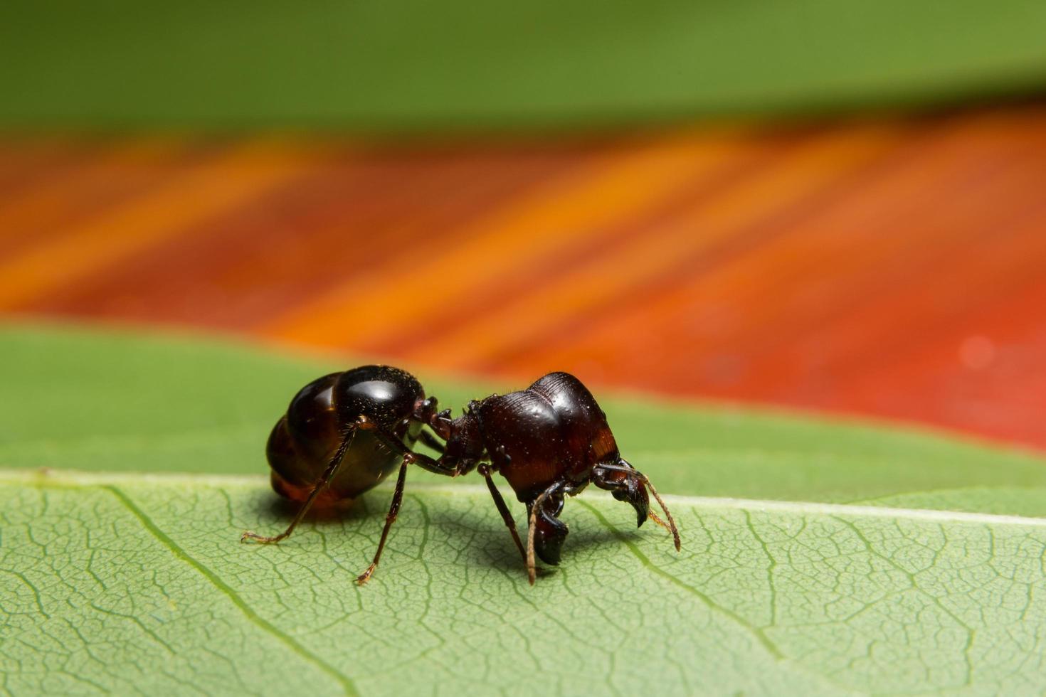 Ant on a leaf photo