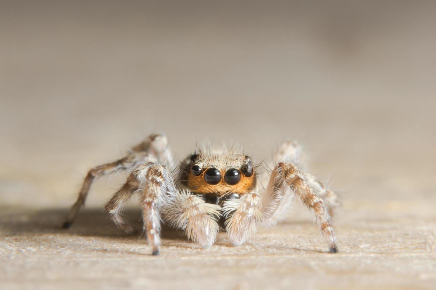 Spider on wood photo