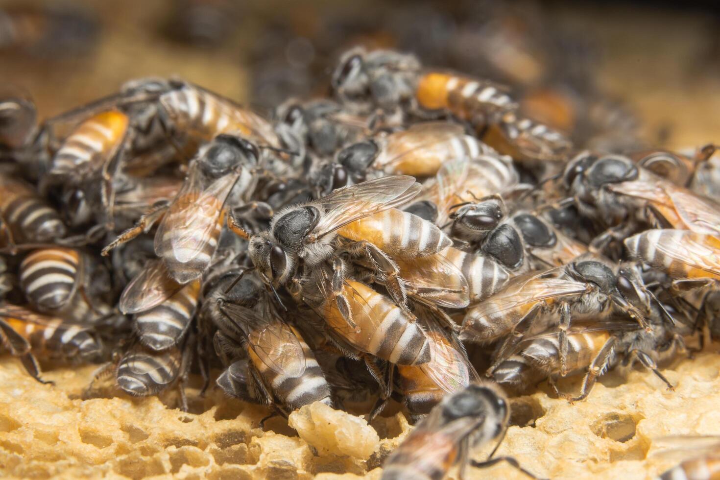 Bees on the beehive photo