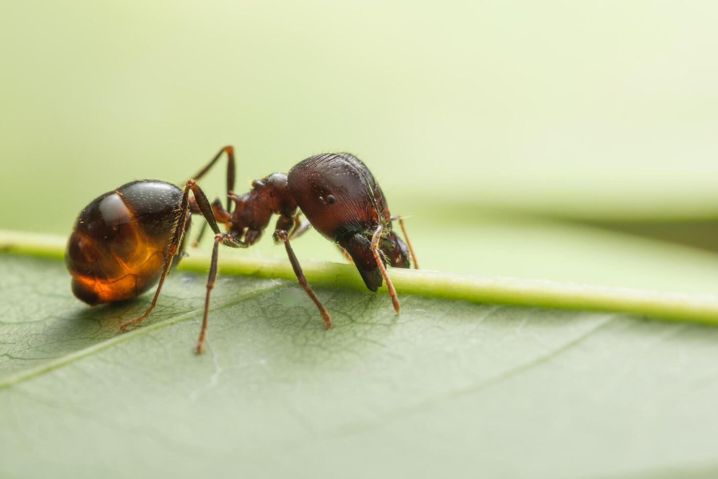 Ant on a leaf photo