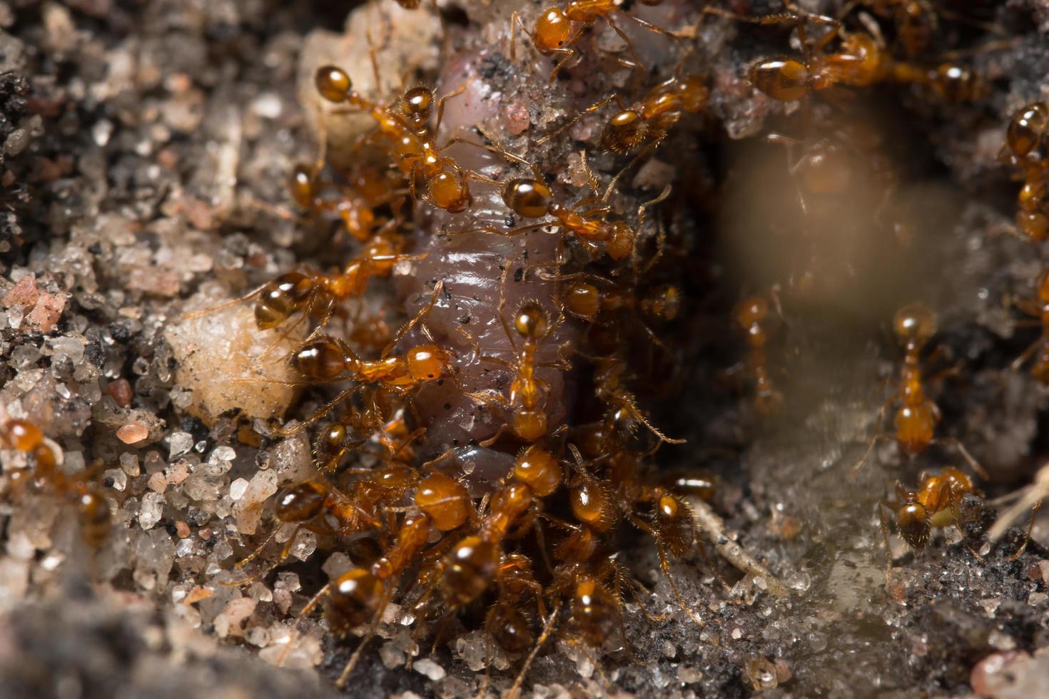 hormigas rojas en el suelo foto