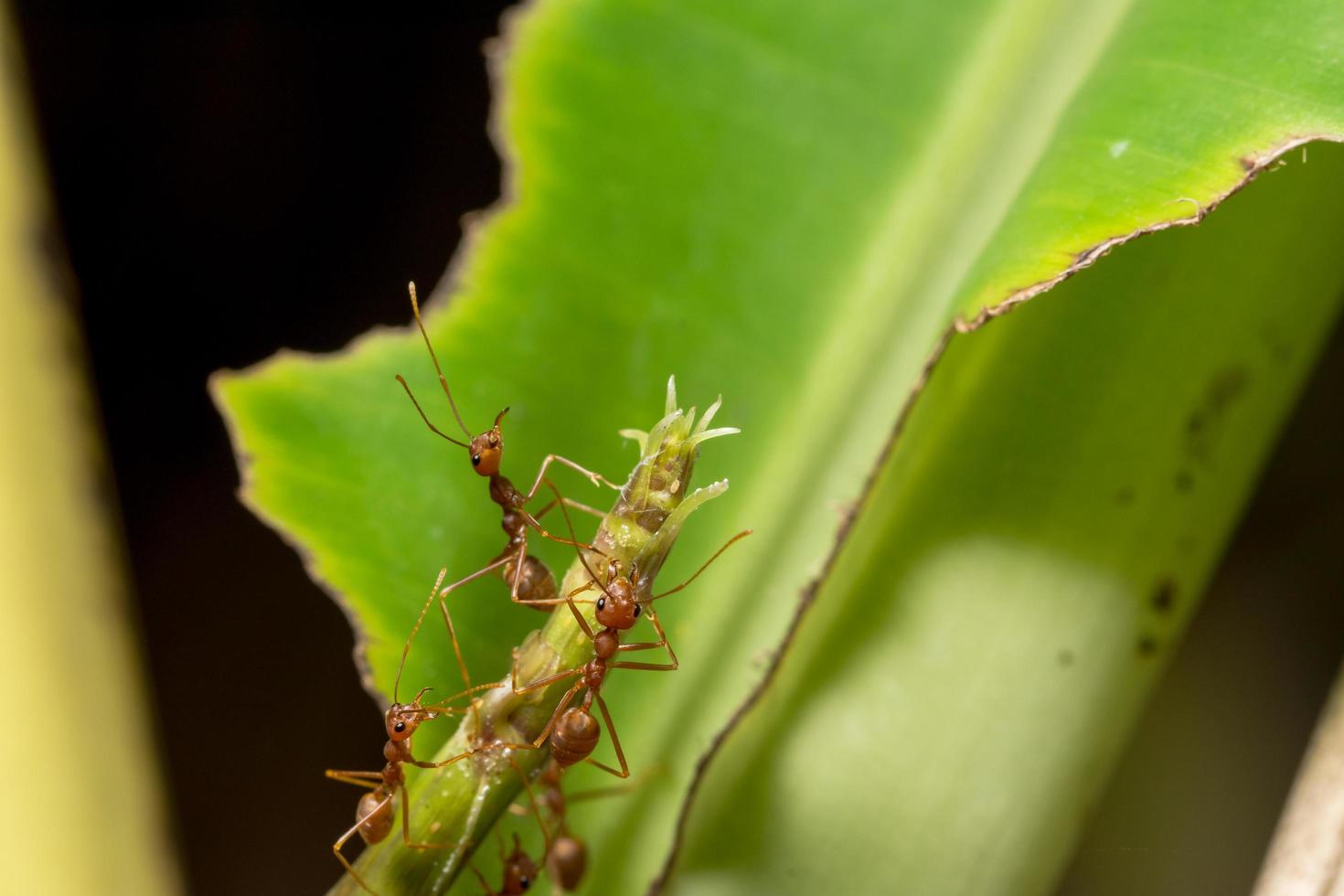 hormigas, en, un, planta, primer plano foto