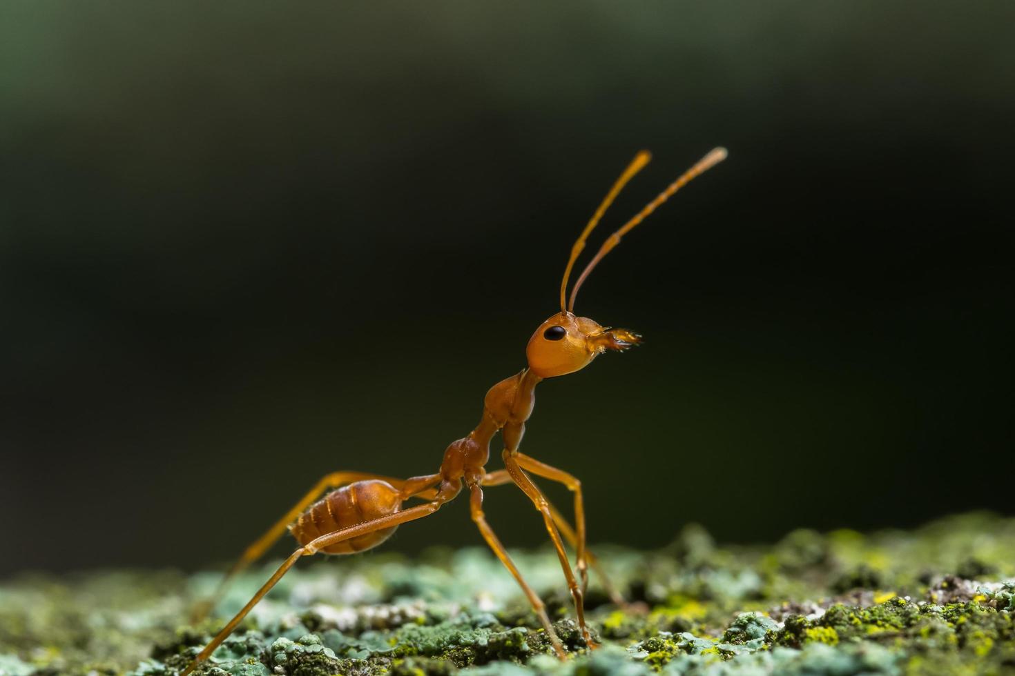 hormiga roja en el suelo foto