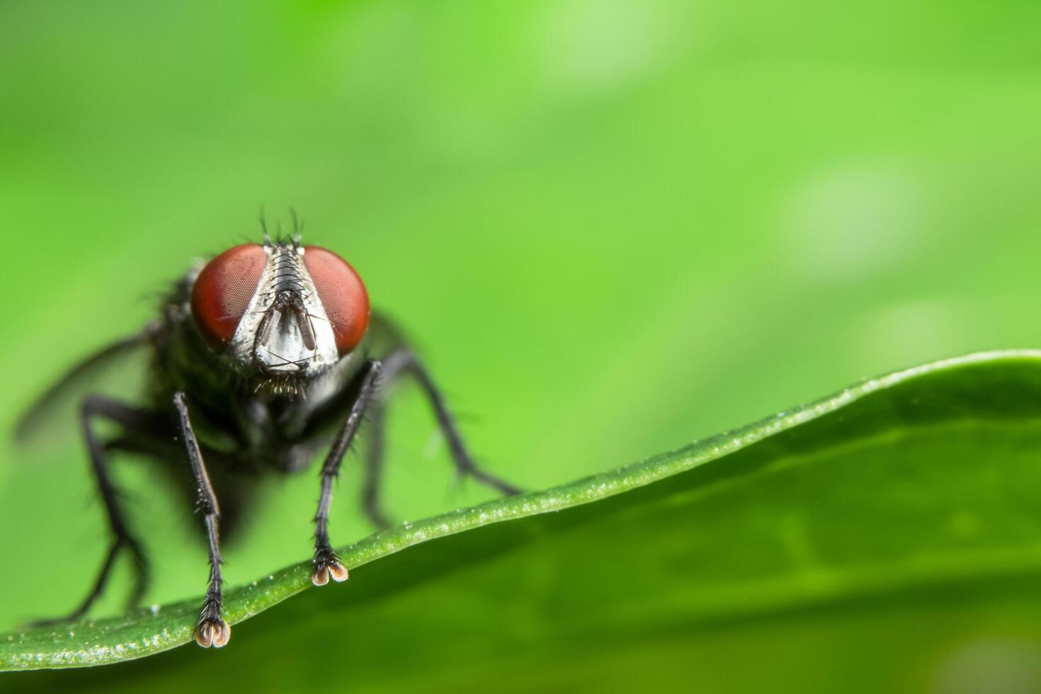 Fly on a leaf photo