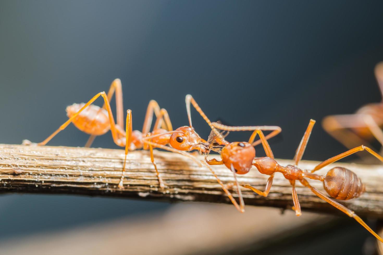 Red ants on a branch photo