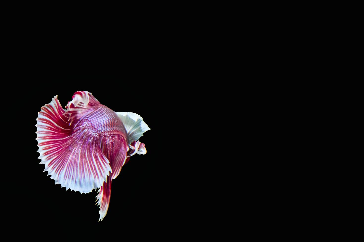 Betta splendens sobre fondo negro foto