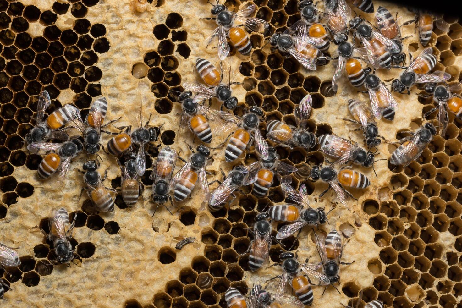 Bees on the beehive photo