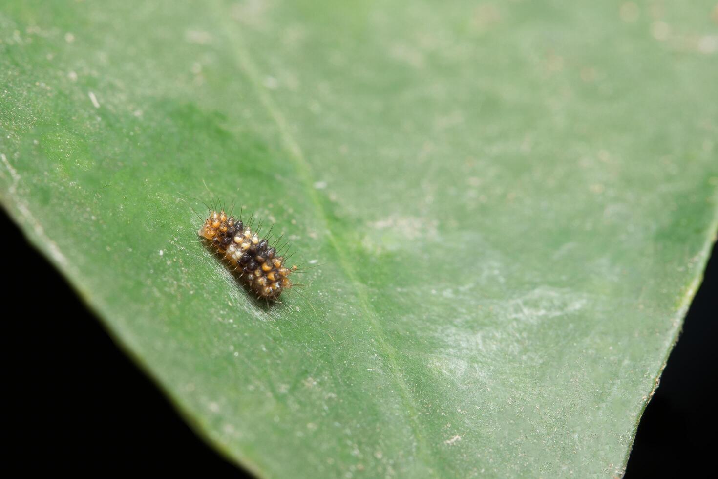 Insect eggs on a leaf photo
