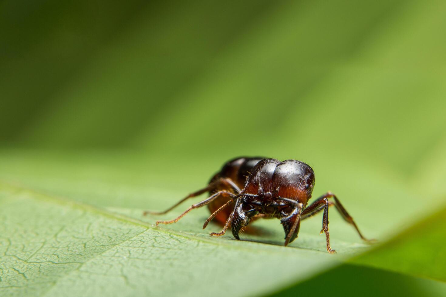 Pheidole jeton driversus ant on a leaf photo