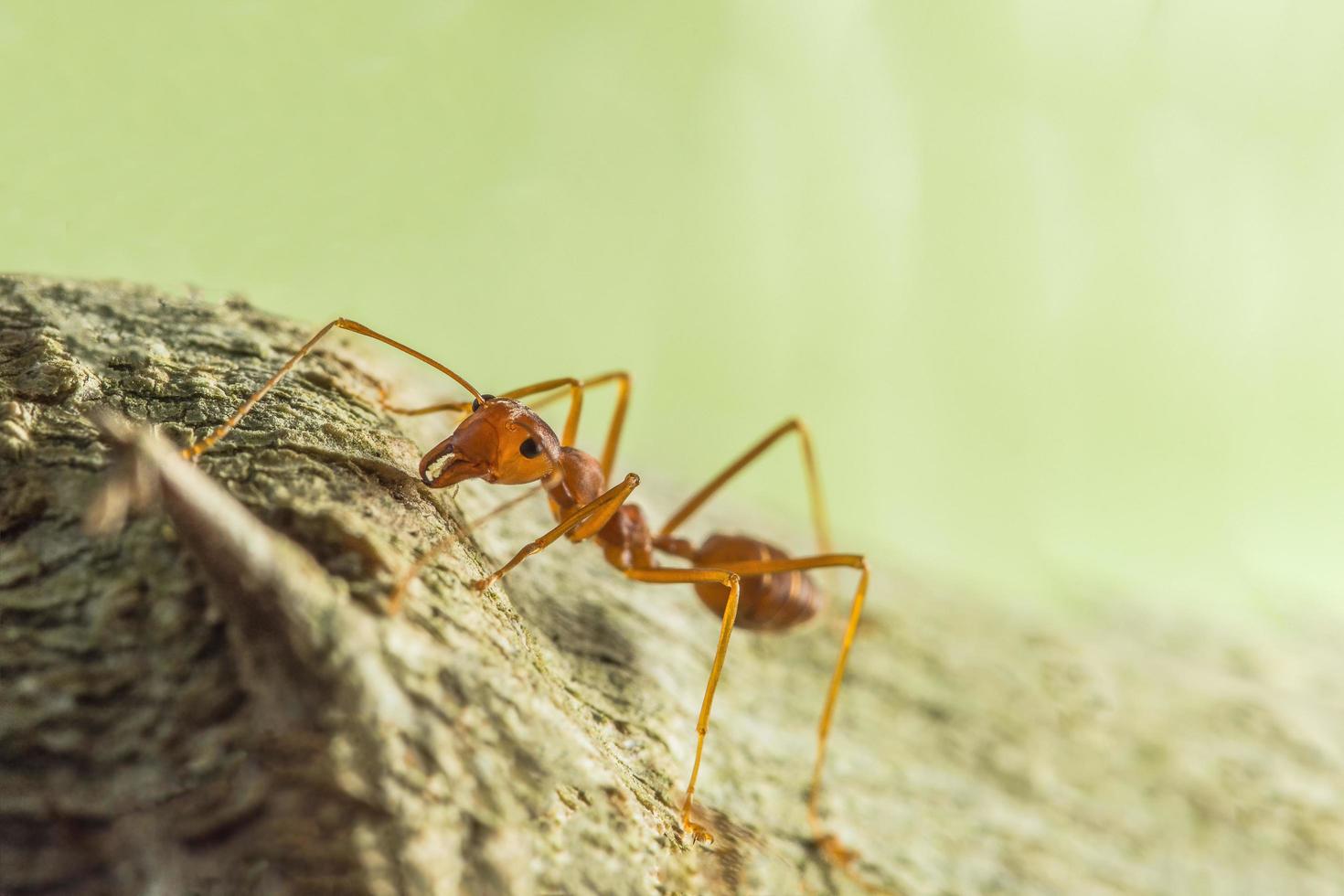 Red ant on a tree photo