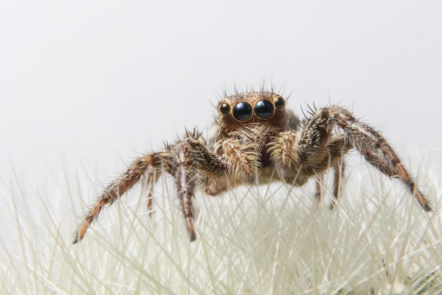 araña en una flor foto